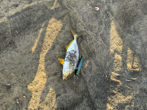 ショゴの釣果