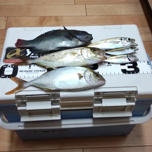 オナガグレの釣果