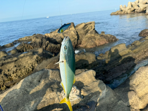 ワカシの釣果