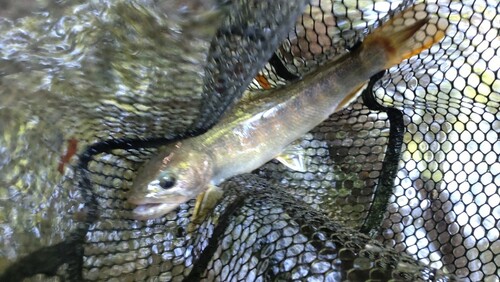 ヤマトイワナの釣果