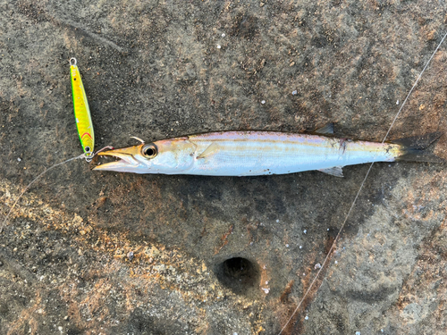 カマスの釣果