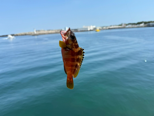 アカハタの釣果