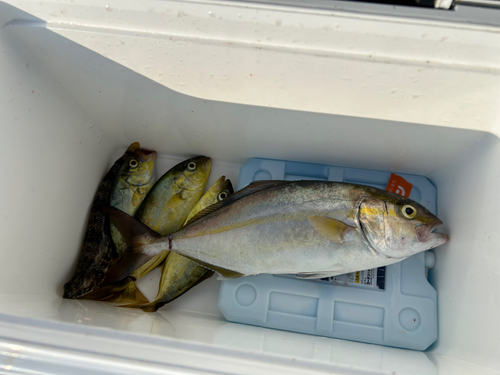 カンパチの釣果