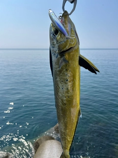 シイラの釣果