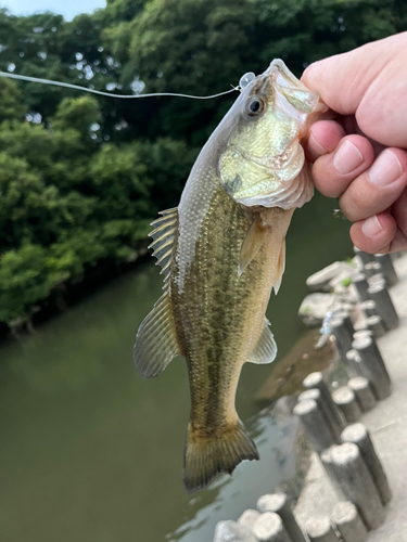 ラージマウスバスの釣果