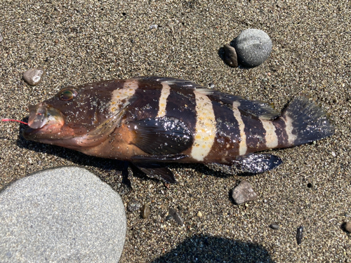 アオハタの釣果