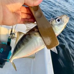 マアジの釣果