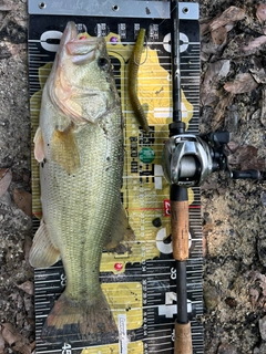 ブラックバスの釣果