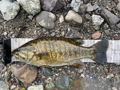 スモールマウスバスの釣果