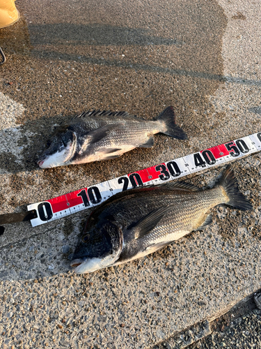 チヌの釣果