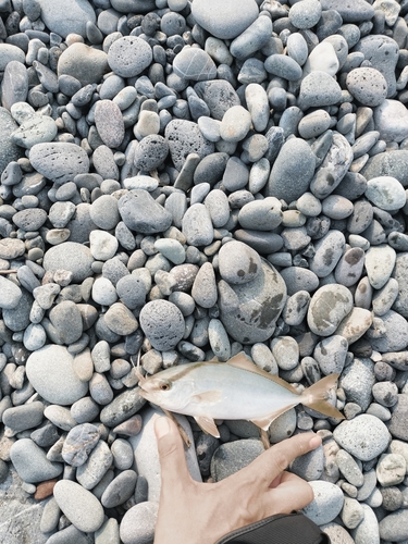 ショゴの釣果