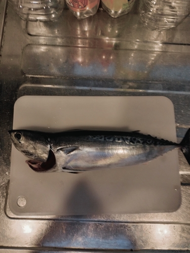 ソウダガツオの釣果