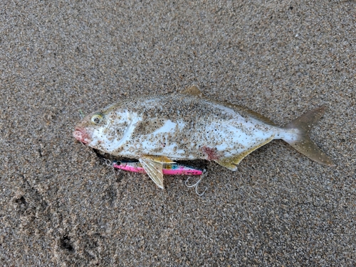 ショゴの釣果