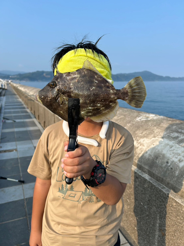 カワハギの釣果