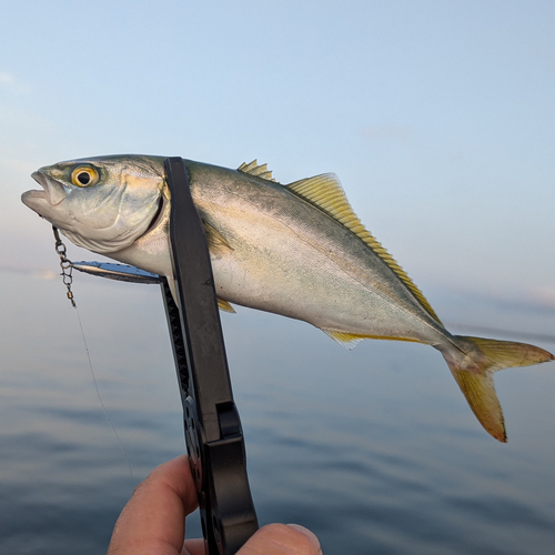 ワカシの釣果