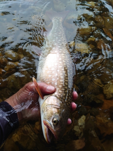 アメマスの釣果