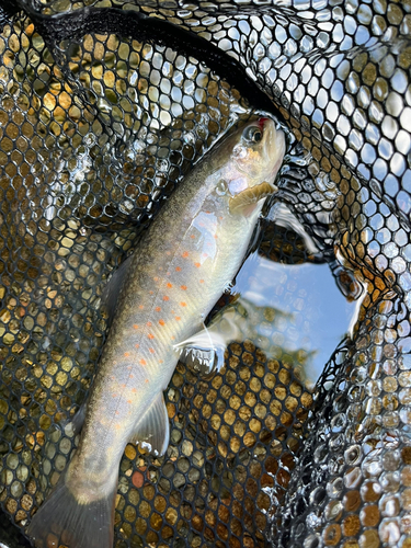 イワナの釣果