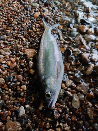 ヒメマスの釣果