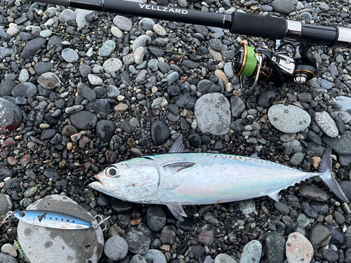 マルソウダの釣果