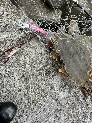 ワタリガニの釣果