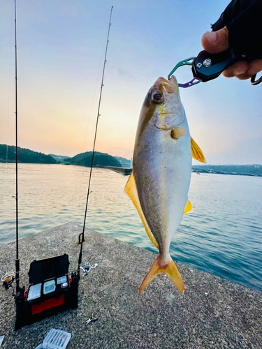 ネリゴの釣果