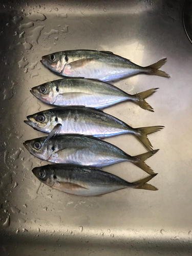 アジの釣果