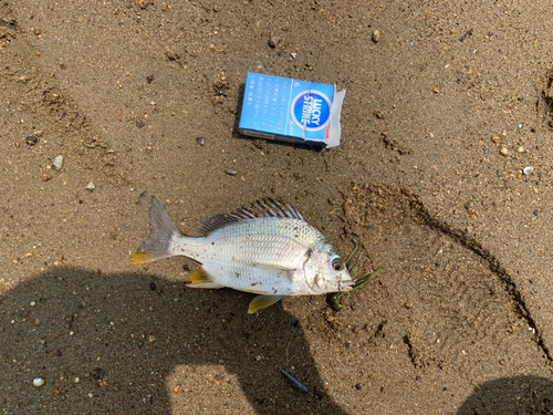 キビレの釣果