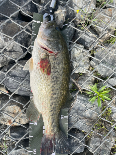 ラージマウスバスの釣果