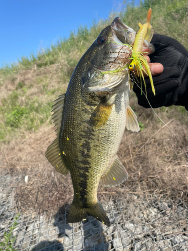 ラージマウスバスの釣果