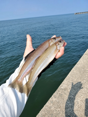 キスの釣果