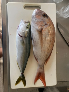 タイの釣果