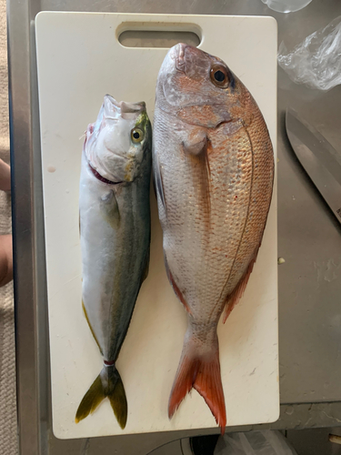 タイの釣果