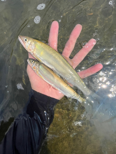 アユの釣果