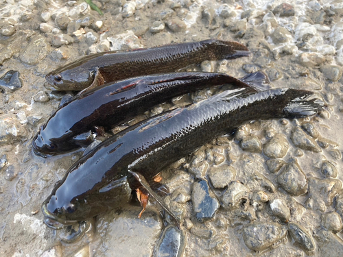 カワアナゴの釣果