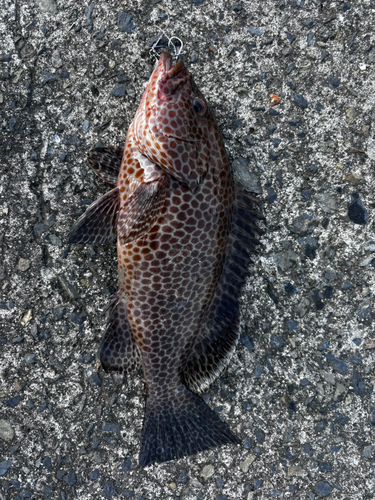 オオモンハタの釣果