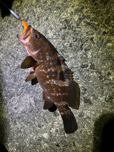 アコウの釣果