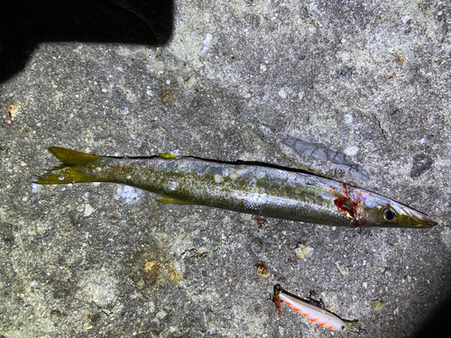 カマスの釣果