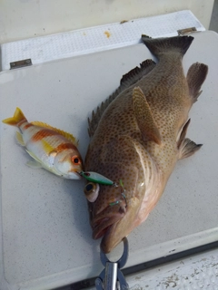 オオモンハタの釣果