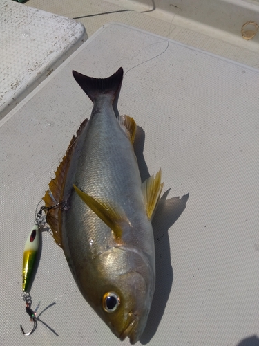 イサキの釣果