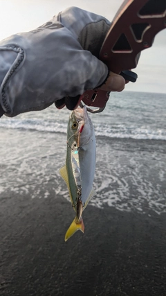 ワカシの釣果