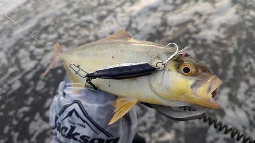 ショゴの釣果