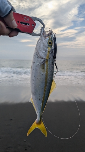 ワカシの釣果