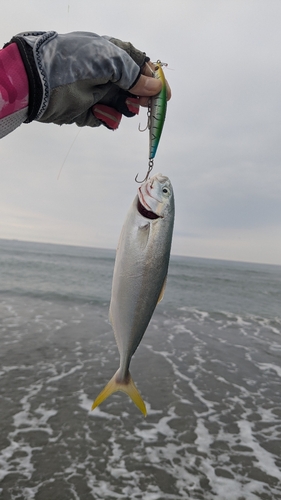 ワカシの釣果