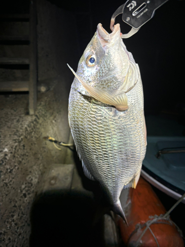 キビレの釣果