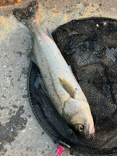 スズキの釣果