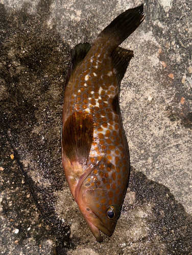 アコウの釣果