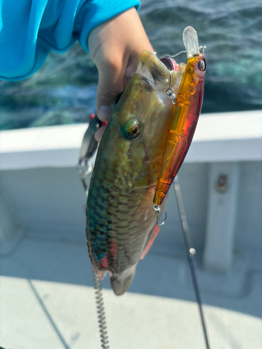 ヒロサーの釣果