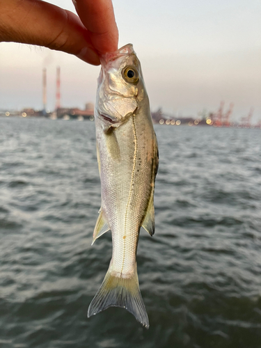 セイゴ（マルスズキ）の釣果