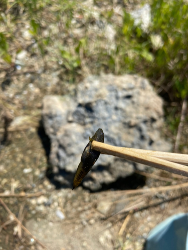 チチブの釣果