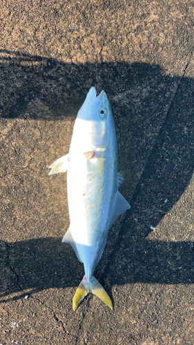 イナダの釣果